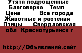 Утята подрощенные “Благоварка“,“Темп“ › Цена ­ 100 - Все города Животные и растения » Птицы   . Свердловская обл.,Краснотурьинск г.